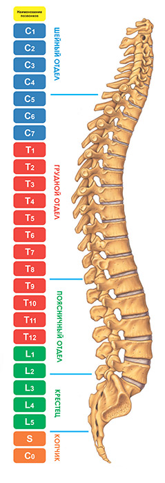 Honnemed